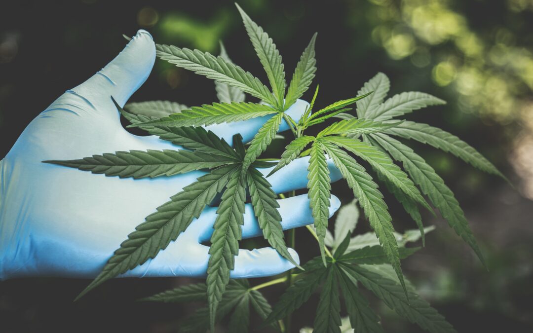 Study Shows Positive Effects of Marijuana for the Chronically Ill