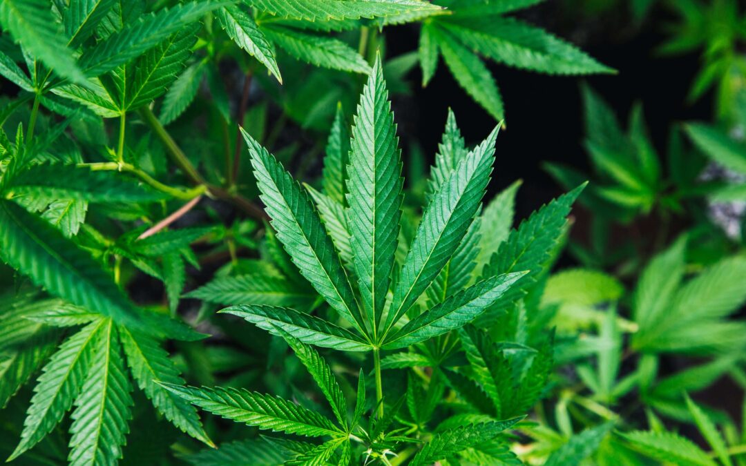 Can I Grow Medical Marijuana in Florida?